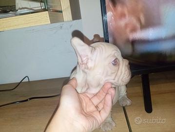 bulldog francese Rope 