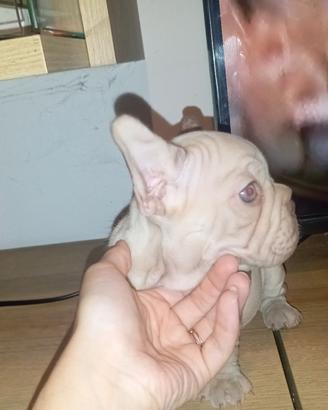 bulldog francese Rope 