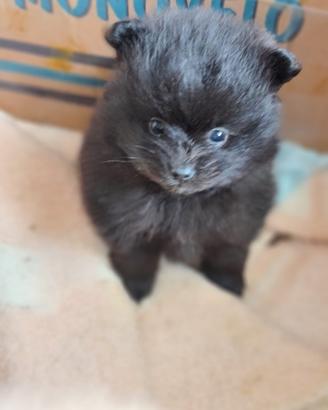 Animali