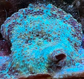 Corallo molle Rhodactis