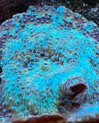 Corallo molle Rhodactis