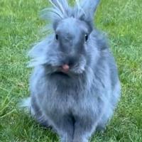 Coniglio testa di leone