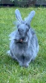 Coniglio testa di leone