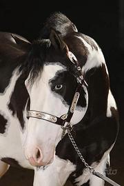 Stallone Paint black overo con occhi azzurri monte