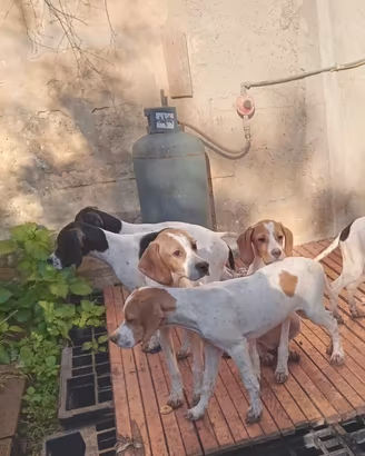 Cuccioli pointer