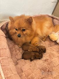 Volpino di Pomerania Spitz tedesco piccolo