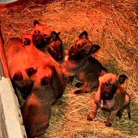 Cuccioli di pastore belga Malinois