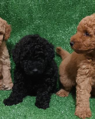 Barboncino Toy come peluche Trudy