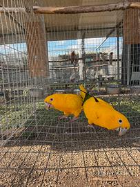 Coppie Guarouba Guarouba