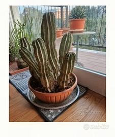 Grande vaso con piante di Euphorbia Horrida 