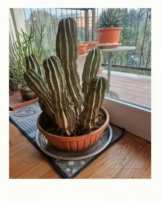 Grande vaso con piante di Euphorbia Horrida 