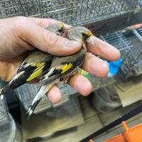 Cardellino Himalaya 2025