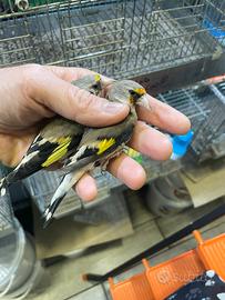 Cardellino Himalaya 2025