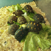 Tartarughe Carbonarie