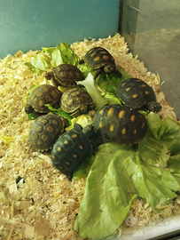 Tartarughe Carbonarie