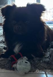 Chihuahua pelo lungo color cioccolato