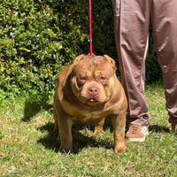 American bully per monta