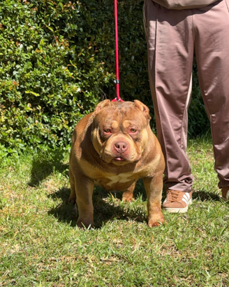 American bully per monta