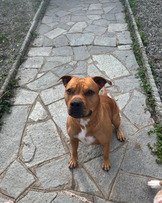 Cane per accoppiamento