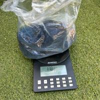 Muschio stabilizzato - lichene - vari colori