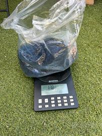 Muschio stabilizzato - lichene - vari colori