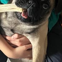 Carlino