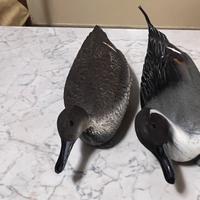 Richiamo caccia Codone maschio e femmina