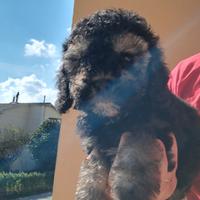 Barboncino Toy Phantom