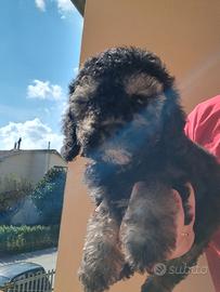 Barboncino Toy Phantom