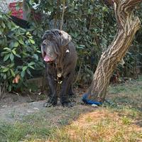 Mastino napoletano