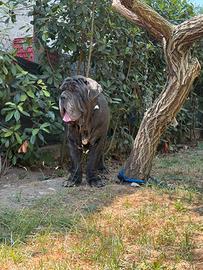 Mastino napoletano