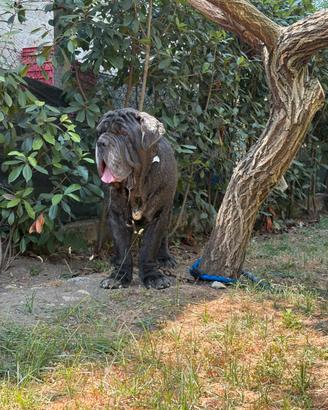 Mastino napoletano