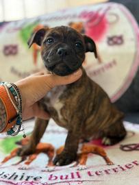 Cuccioli Staffordshire bull terrier