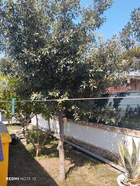 Albero di leccio a chi ritira.