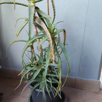 Pianta in vaso Aloe.