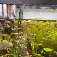 Pesci Guppy Endler maschi e femmine