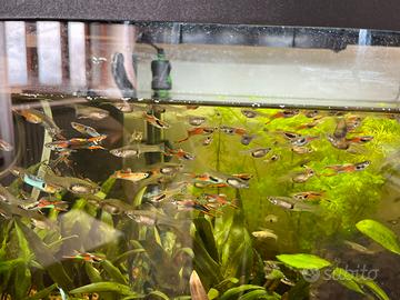Pesci Guppy Endler maschi e femmine