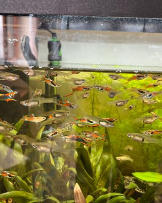 Pesci Guppy Endler maschi e femmine