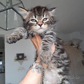 Cucciolo gatto siberiano pedigree