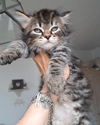 Cucciolo gatto siberiano pedigree