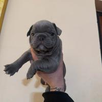 Bulldog francese cuccioli