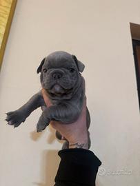 Bulldog francese cuccioli