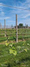 pali per vigneto