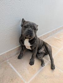 Bulldog francese di 9 mesi