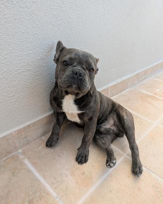 Bulldog francese di 9 mesi