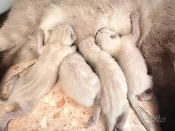 Gattini Siamesi