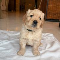 Golden Retriver americano