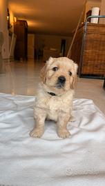 Golden Retriver americano