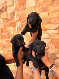 Cucciole Labrador pedigree