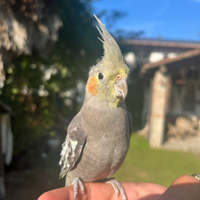 Calopsite di 3/4 mesi